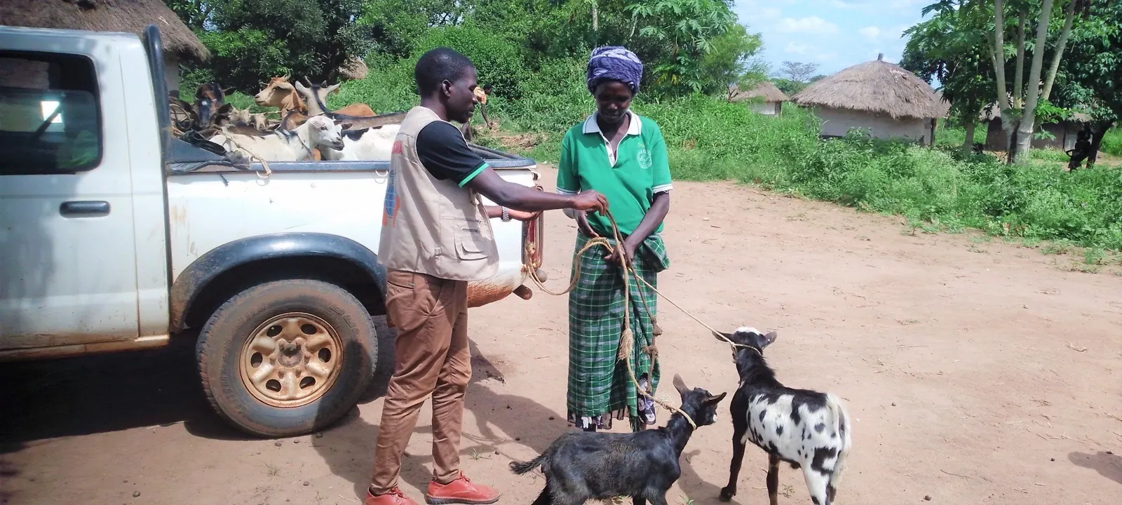 Goat restocking handover to a vulnerable household